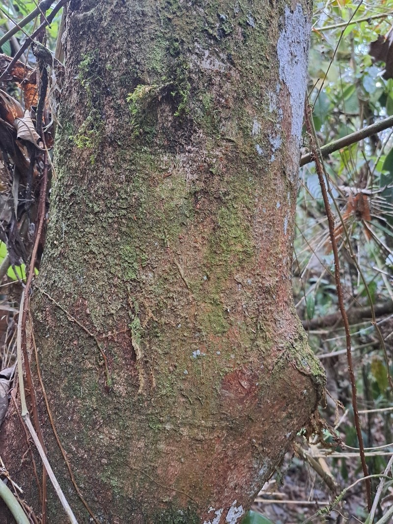 Sloanea huilaeana photo 8
