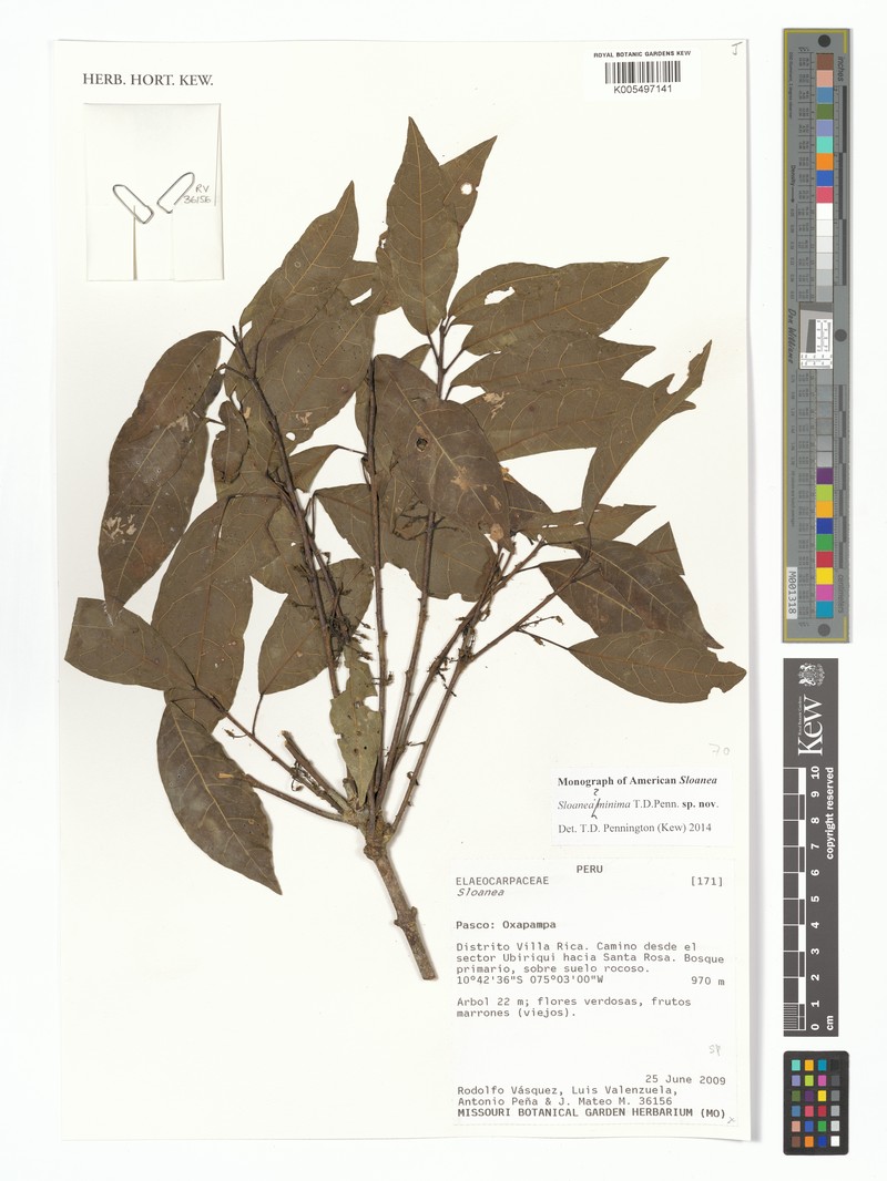 Sloanea minima