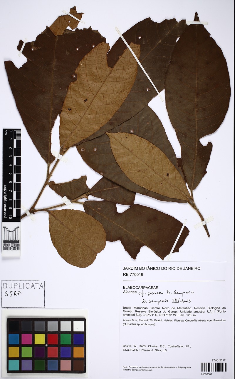 Sloanea parva