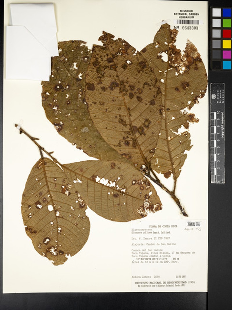 Sloanea pilosa
