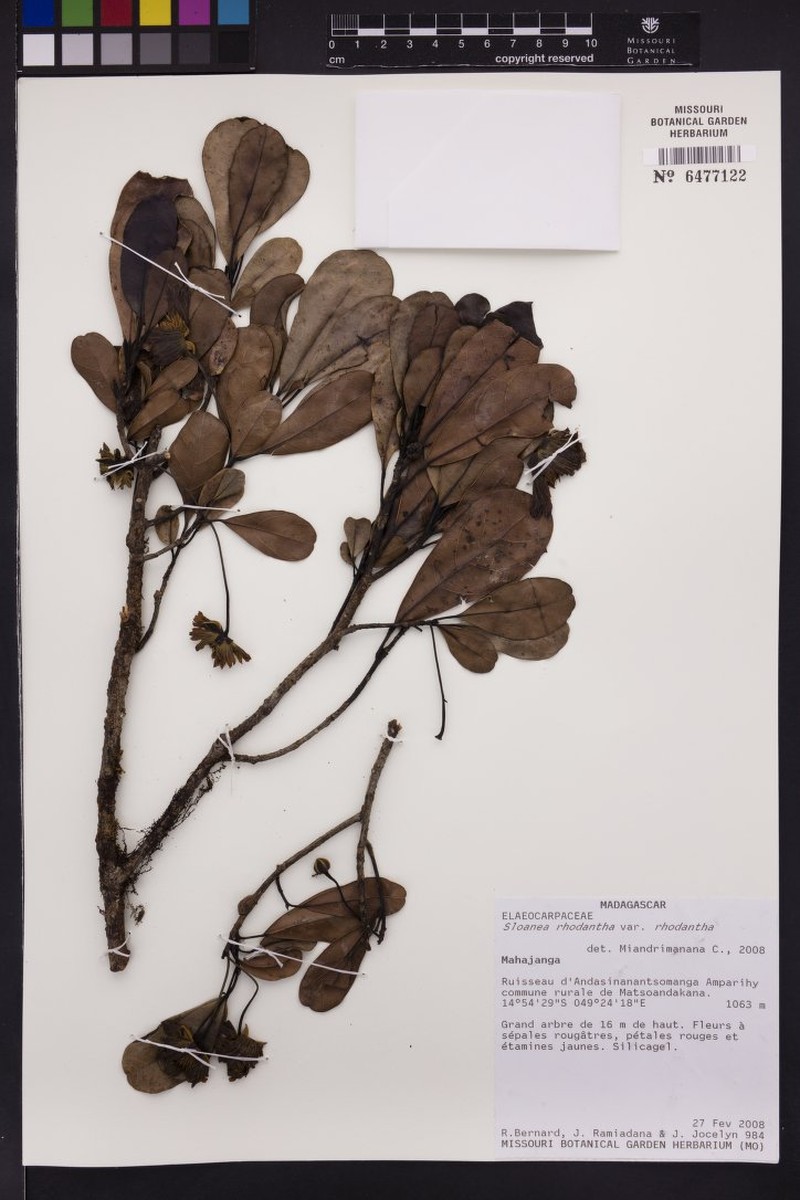 Sloanea rhodantha var. rhodantha