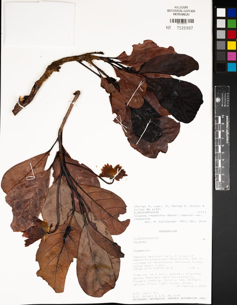 Sloanea rhodantha var. rhodantha photo 2