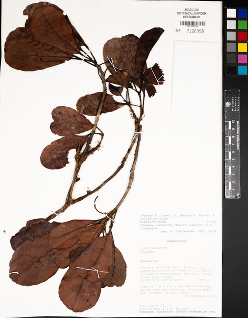 Sloanea rhodantha var. rhodantha photo 3