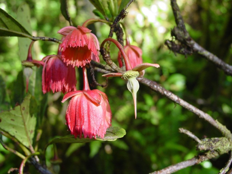 Sloanea rhodantha var. rhodantha photo 4