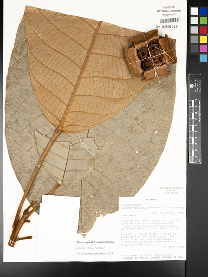 Sloanea rojasiae