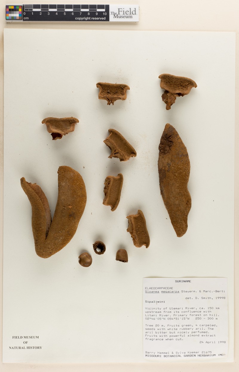 Sloanea rojasiae photo 2