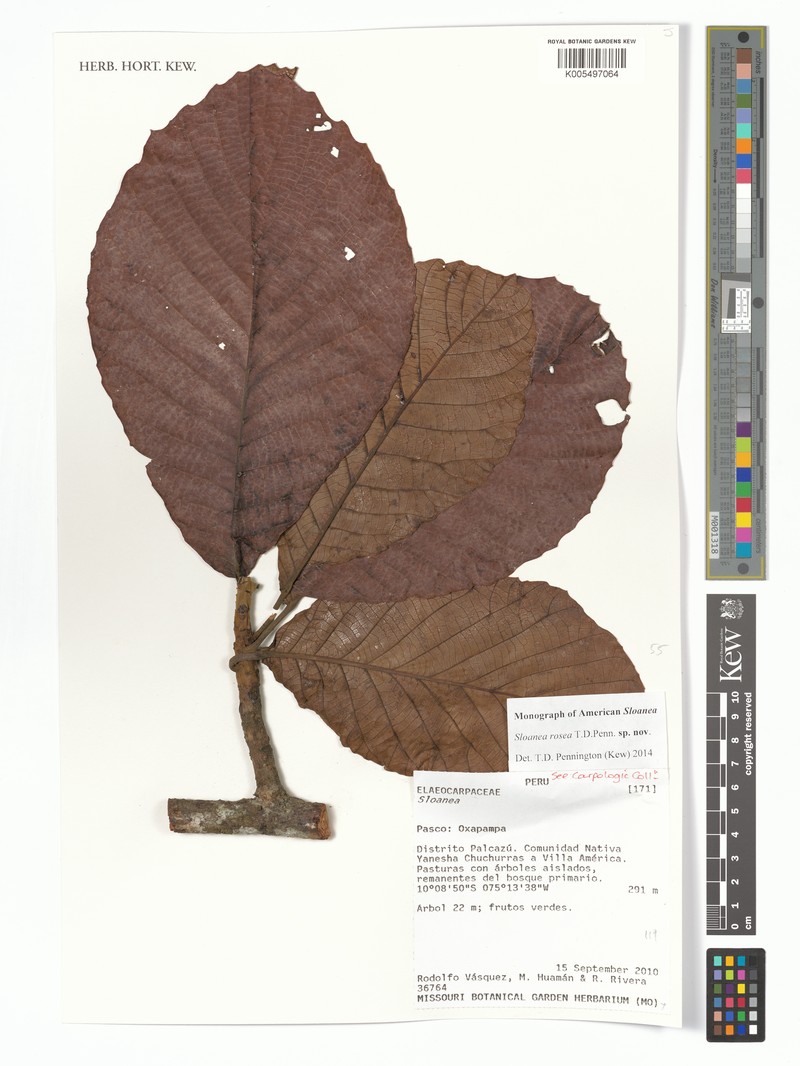 Sloanea rosea