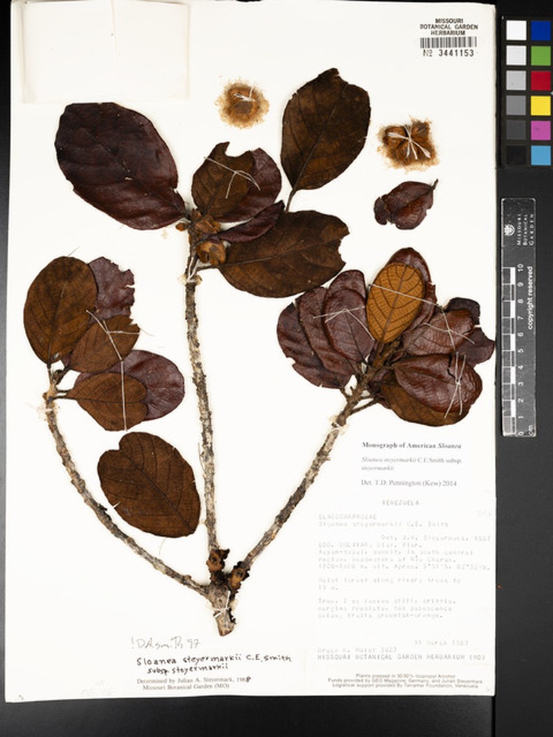 Sloanea steyermarkii subsp. steyermarkii