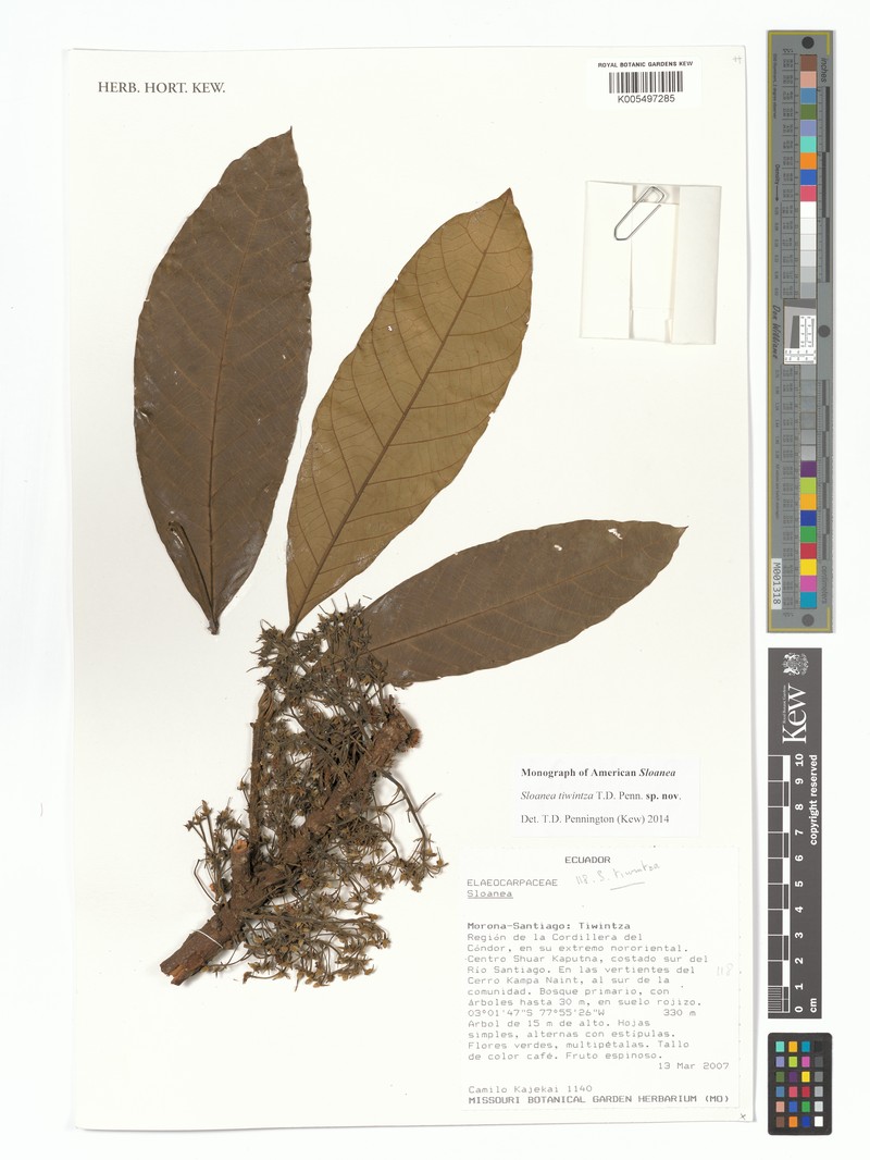 Sloanea tiwintza