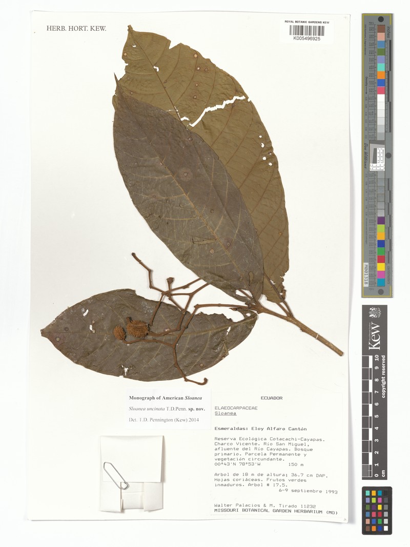 Sloanea uncinata