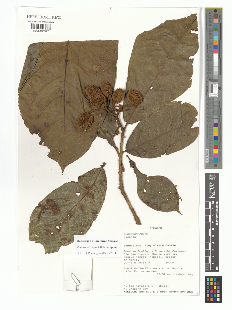 Sloanea uncinata photo 2