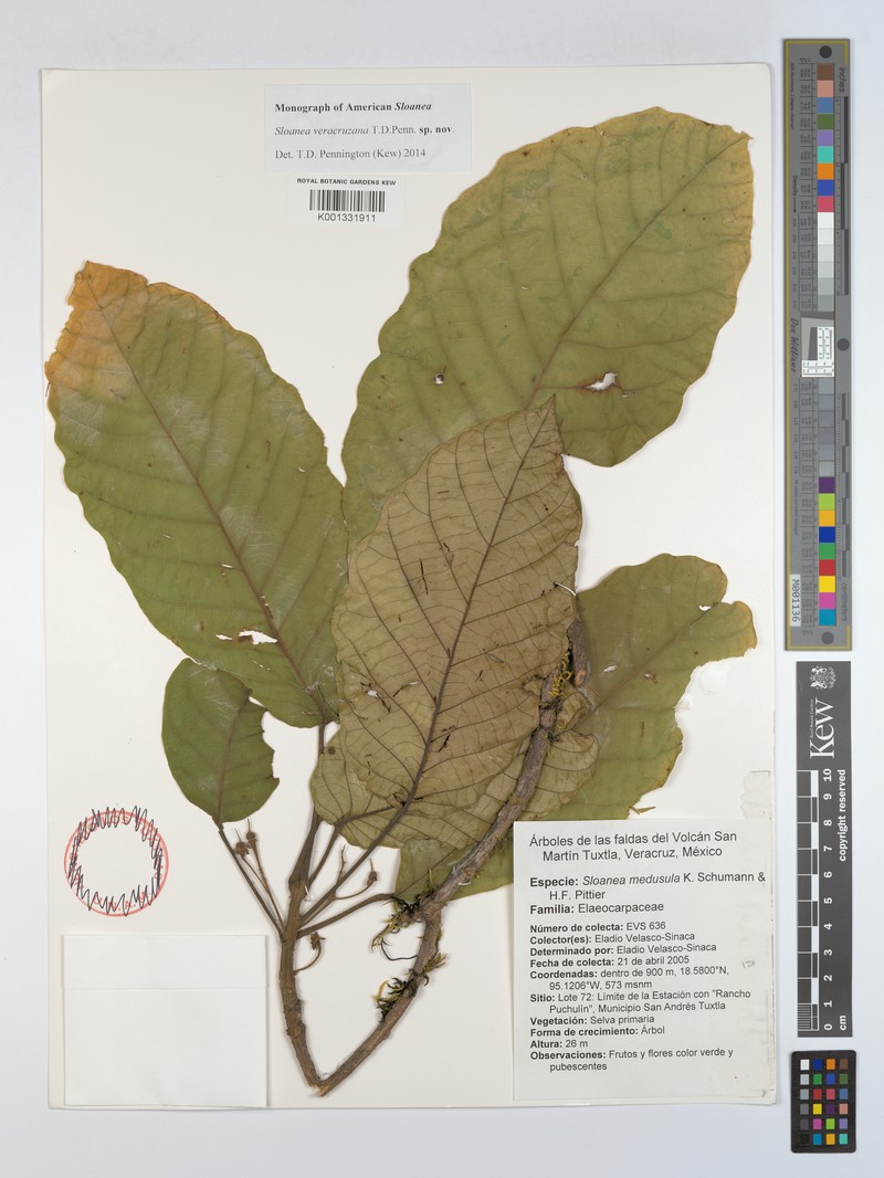 Sloanea veracruzana
