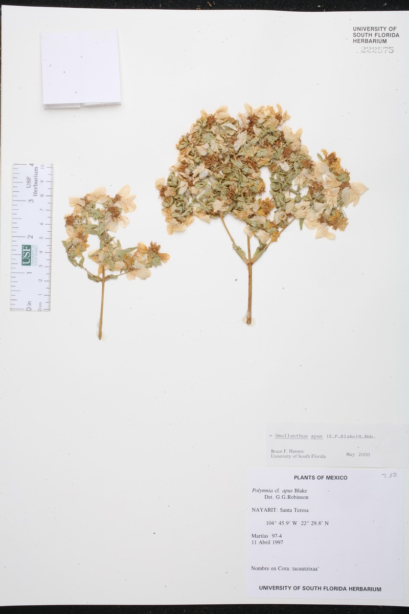 Smallanthus apus
