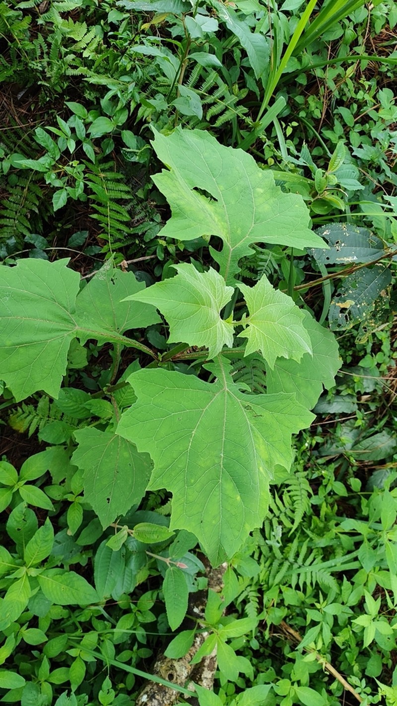 Smallanthus araucariophilus