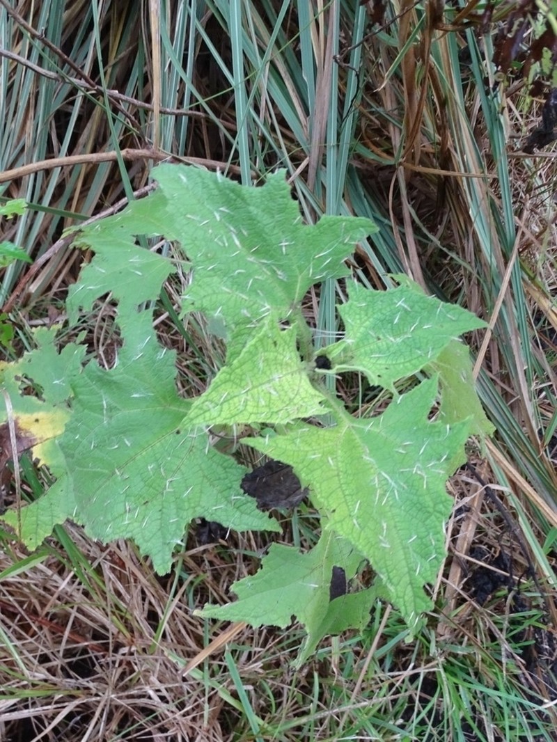 Smallanthus connatus