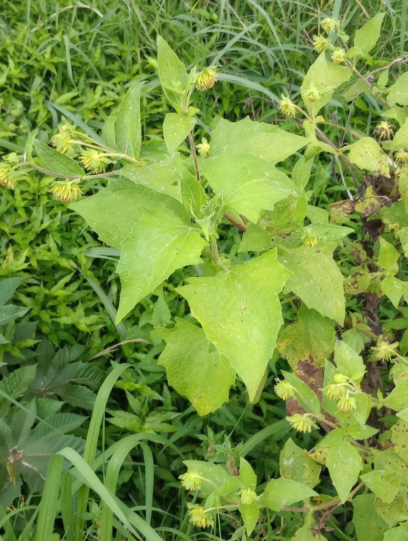Smallanthus connatus photo 3