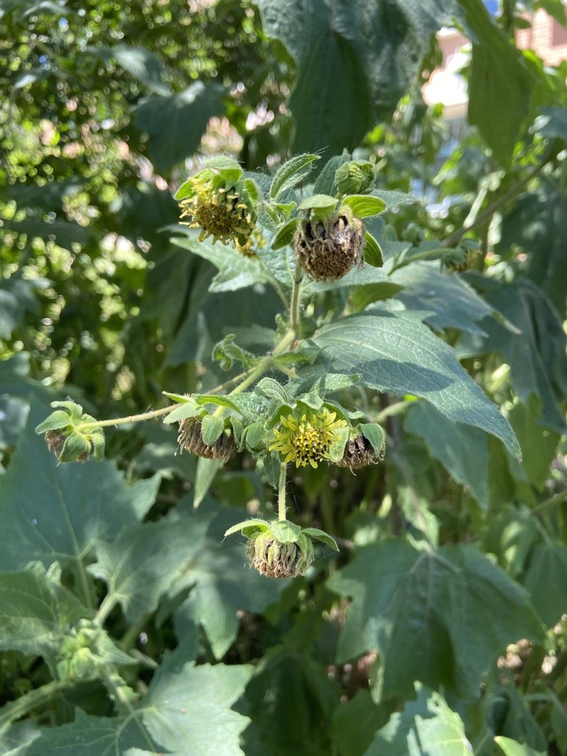 Smallanthus connatus photo 4