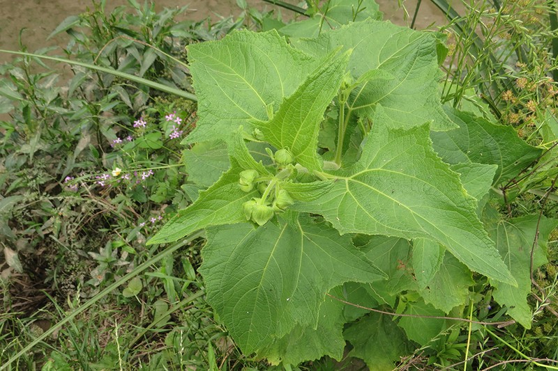 Smallanthus connatus photo 7