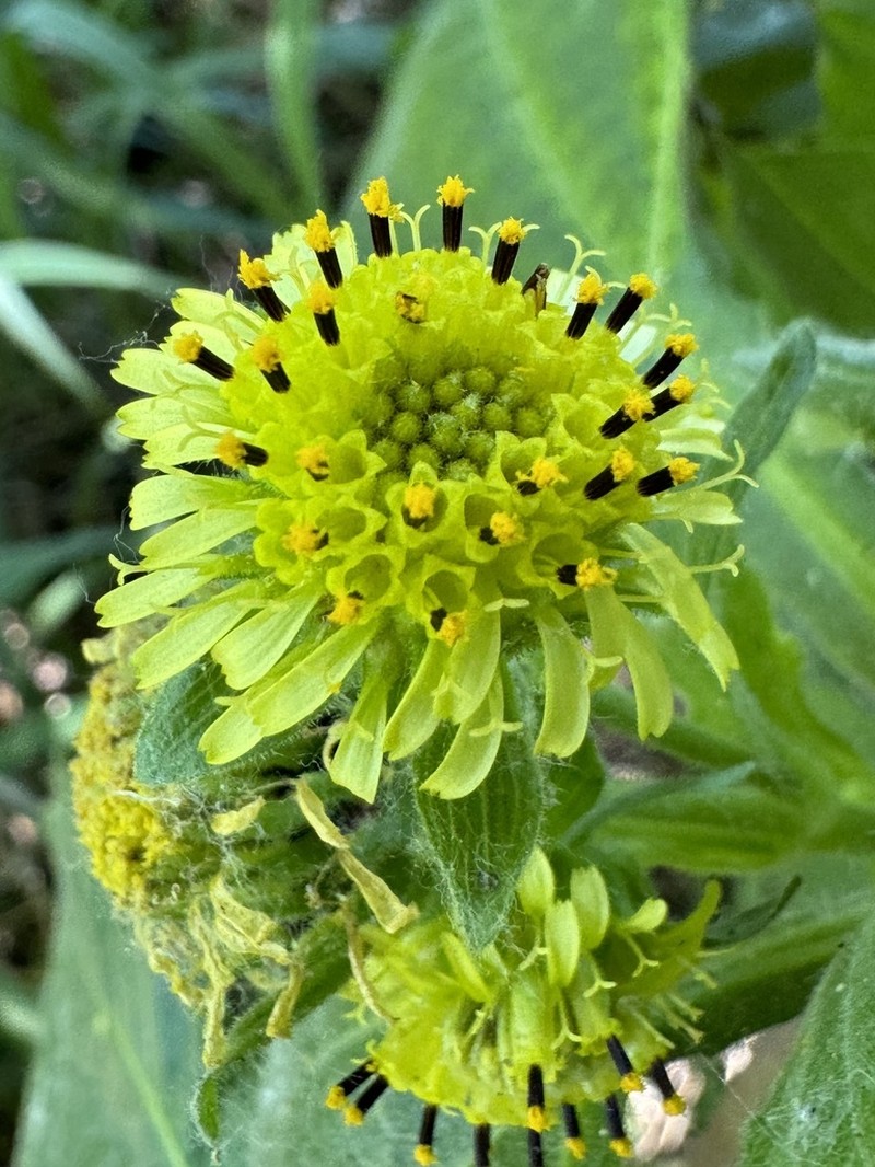Smallanthus connatus photo 8