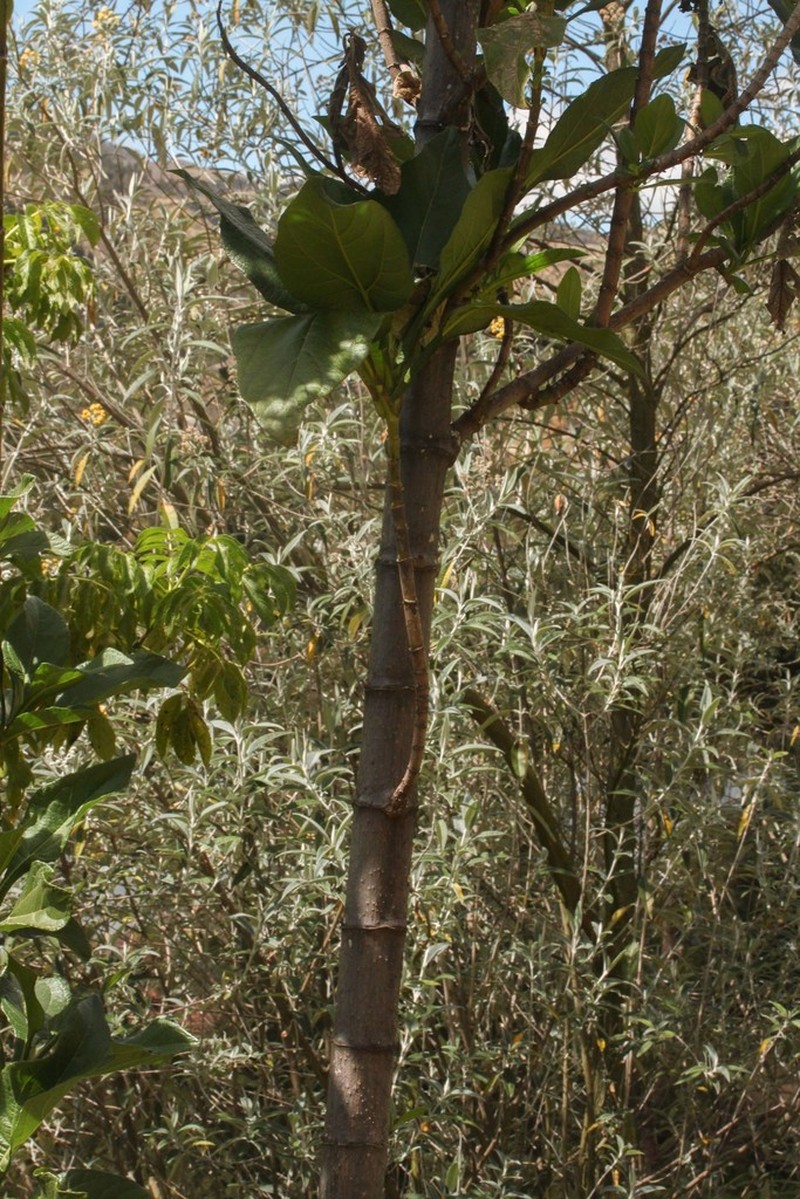 Smallanthus fruticosus