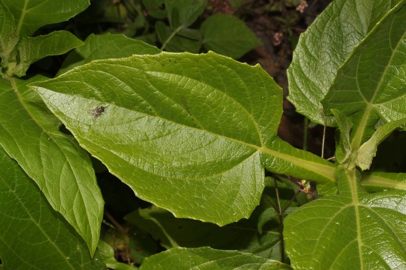 Smallanthus fruticosus photo 2