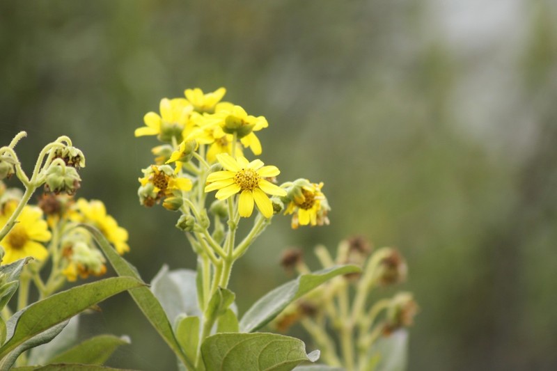 Smallanthus fruticosus photo 3