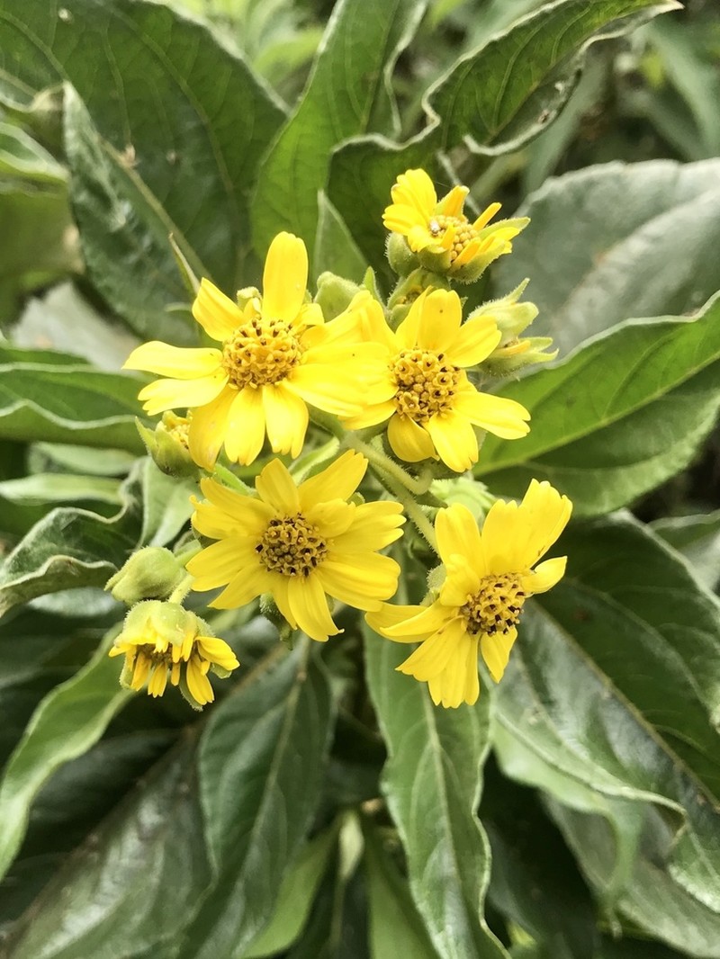 Smallanthus fruticosus photo 4