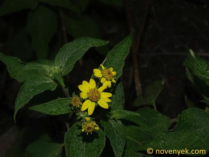 Smallanthus fruticosus photo 7