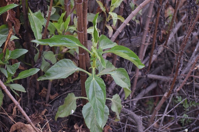 Smallanthus glabratus
