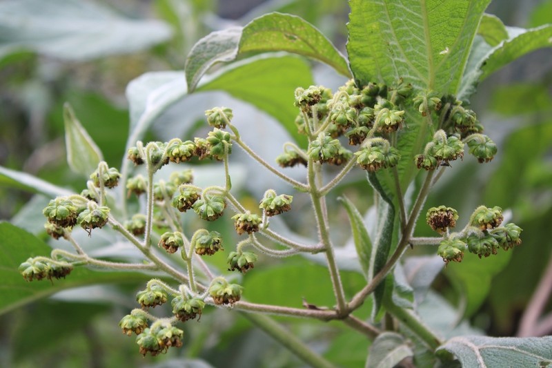 Smallanthus jelskii