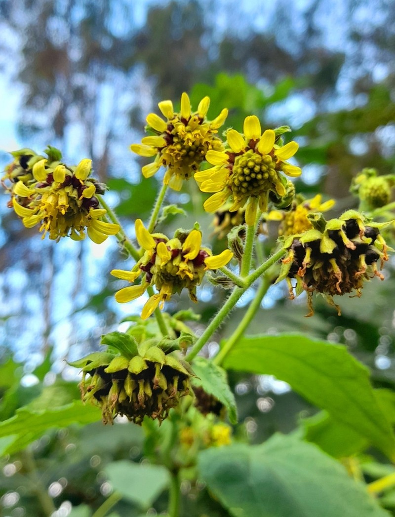 Smallanthus macroscyphus