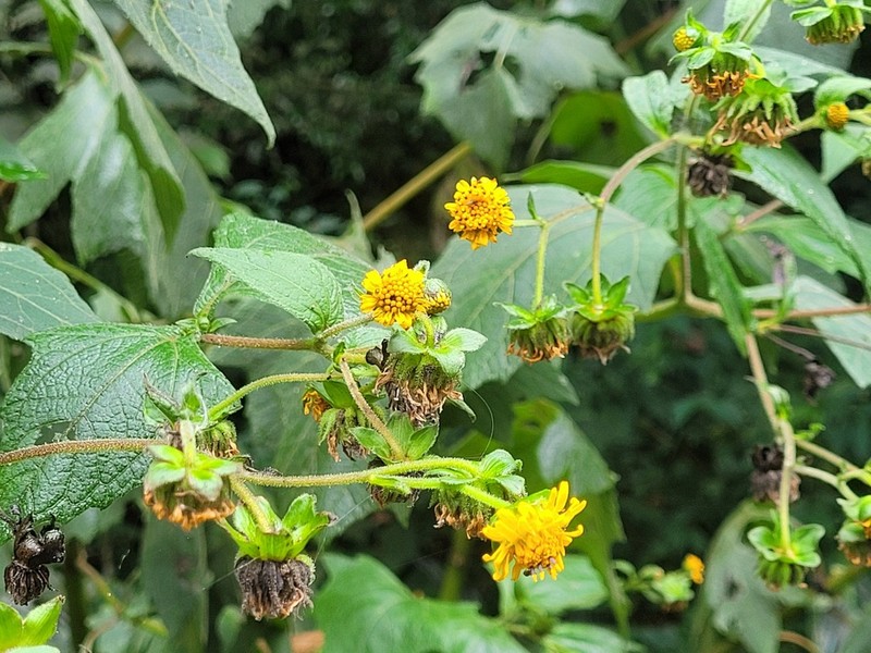 Smallanthus macroscyphus photo 2
