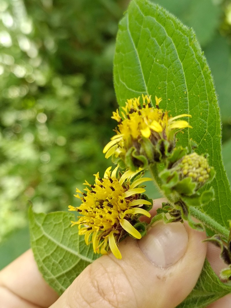 Smallanthus macroscyphus photo 8