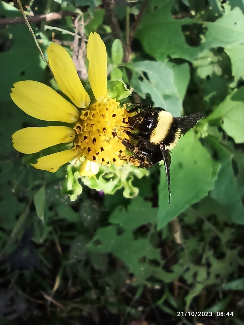 Smallanthus maculatus