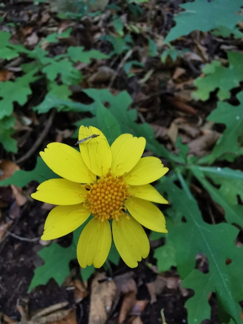 Smallanthus macvaughii