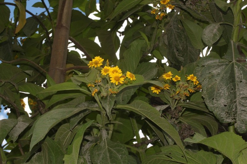 Smallanthus microcephalus