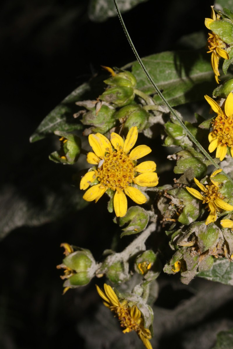 Smallanthus microcephalus photo 3