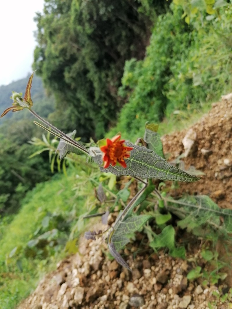 Smallanthus oaxacanus