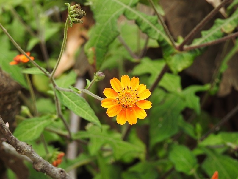 Smallanthus oaxacanus photo 2