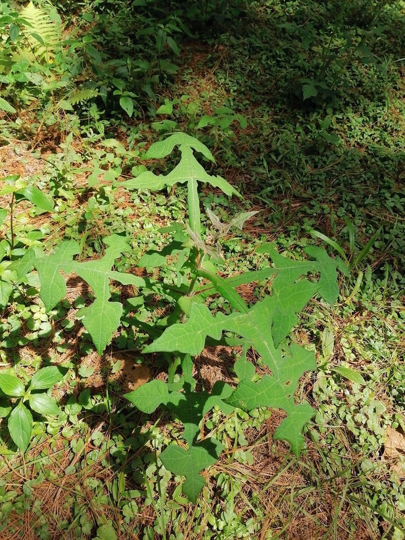 Smallanthus oaxacanus photo 3