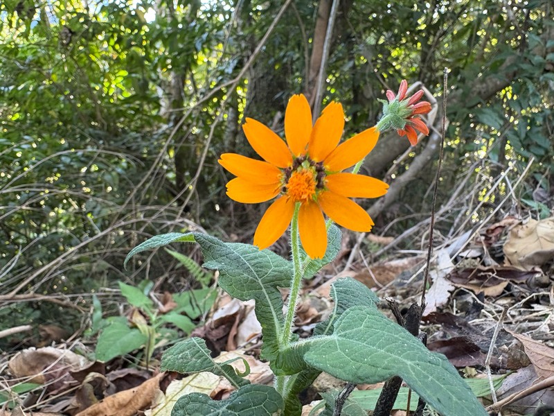 Smallanthus oaxacanus photo 4