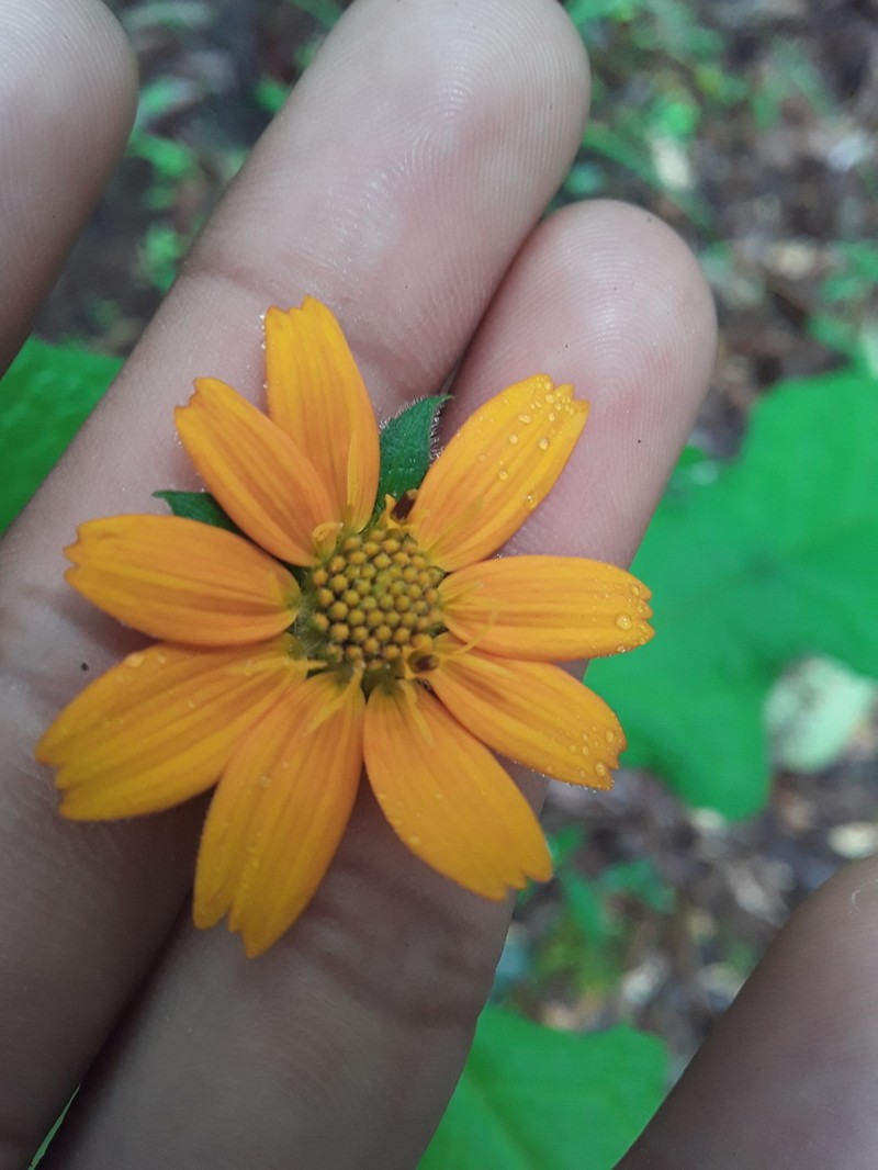 Smallanthus oaxacanus photo 5