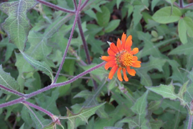 Smallanthus oaxacanus photo 6