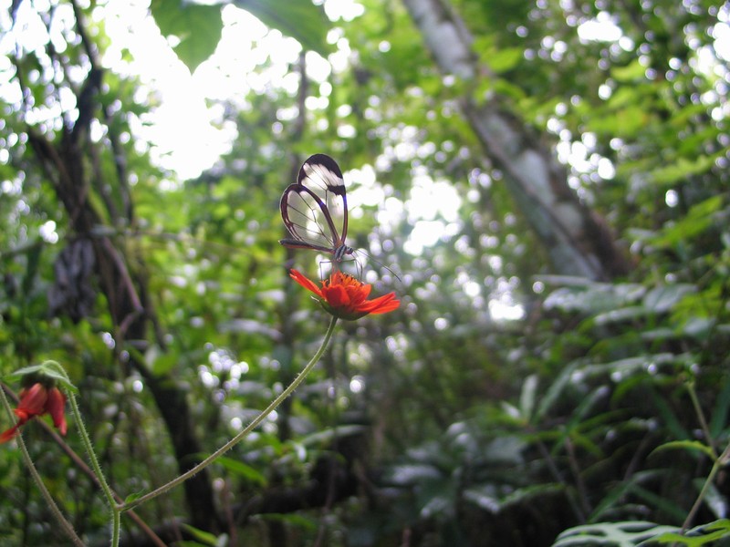 Smallanthus oaxacanus photo 7