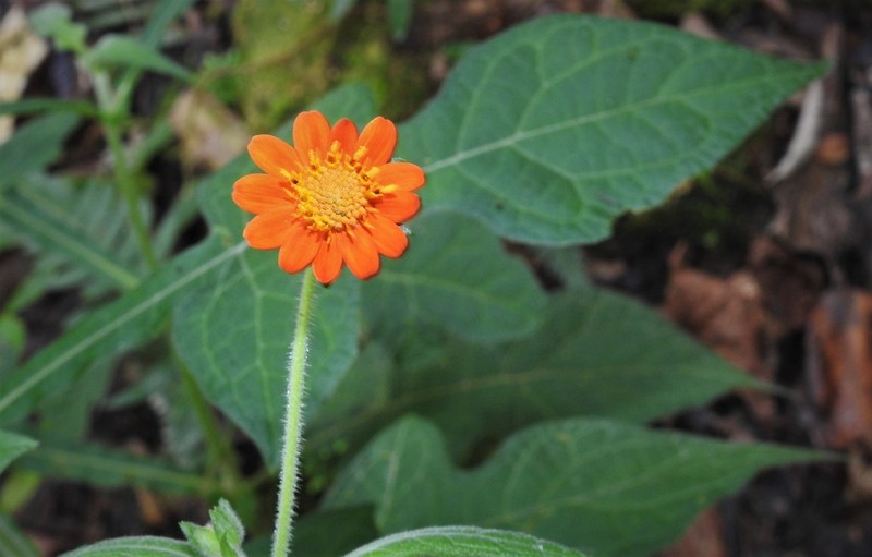 Smallanthus oaxacanus photo 8