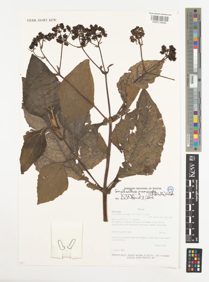 Smallanthus parviceps