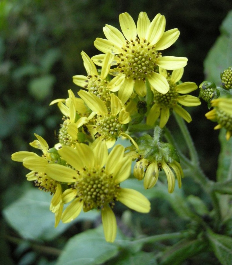 Smallanthus parviceps photo 2