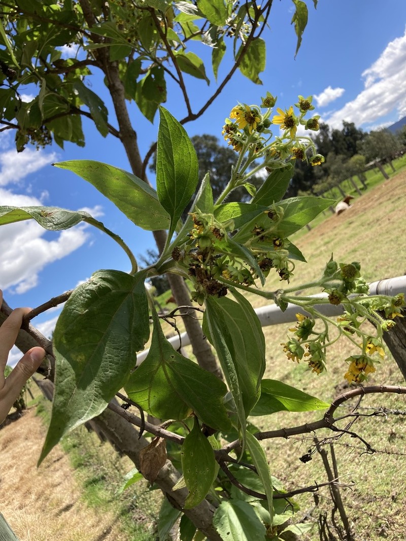 Smallanthus pyramidalis photo 2