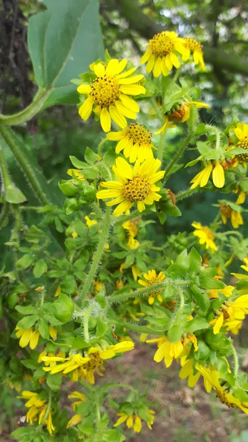 Smallanthus pyramidalis photo 3