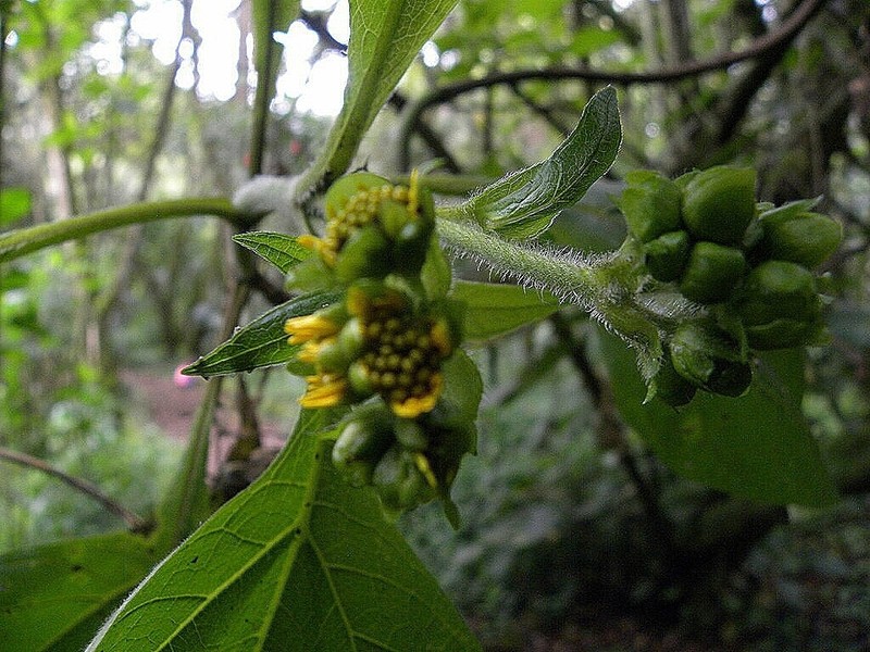 Smallanthus pyramidalis photo 6